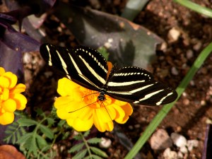 Zebra Longwing Butterfly Photograph