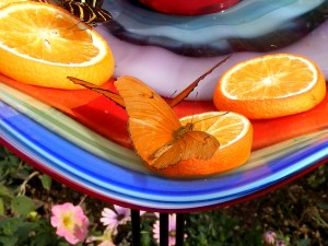 Julia Butterfly Photograph