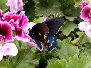 Pipevine Swallowtail Photograph