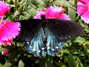 Pipevine Swallowtail Photograph 1