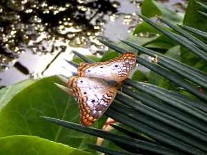 White Peacock Butterfly Photograph