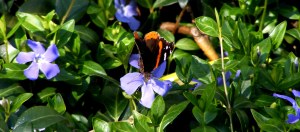Red Admiral Butterfly Photograph
